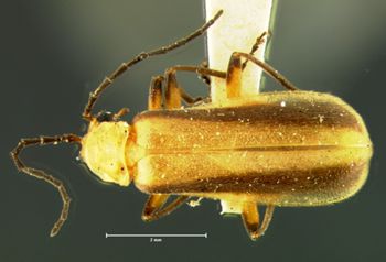 Media type: image;   Entomology 3403 Aspect: habitus dorsal view